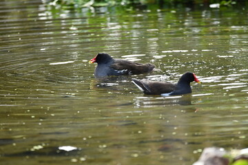 GALLINETA COM&Uacute;N TOMANDO UN BA&Ntilde;O