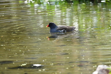GALLINETA COM&Uacute;N TOMANDO UN BA&Ntilde;O