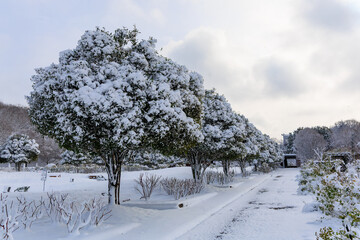 ぎふワールドローズガーデンの雪景色と並木道に広がる冬の静寂風景
