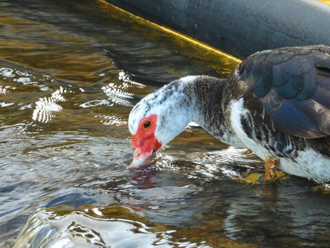 PATO