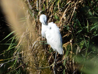 GARCETA COM&Uacute;N