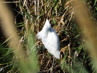 GARCETA COM&Uacute;N