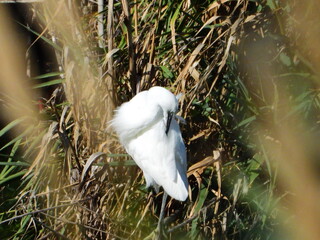 GARCETA COM&Uacute;N