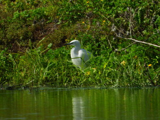 GARCETA COM&Uacute;N