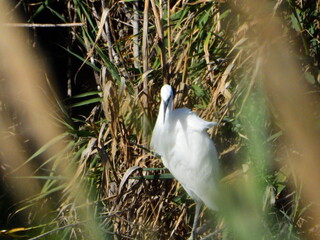 GARCETA COM&Uacute;N