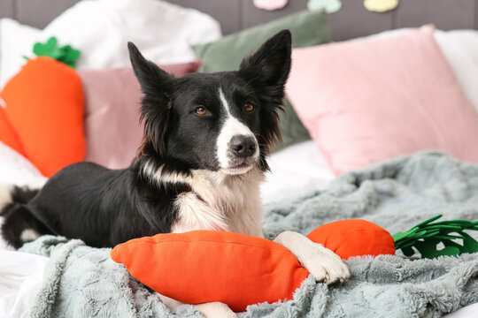 Cute Border Collie dog with toy carrots lying on bed in bedroom. Easter celebration