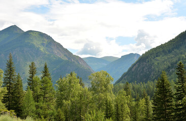Fototapeta premium View over the tops of coniferous trees to a picturesque valley surrounded by mountains under a cloudy summer sky.