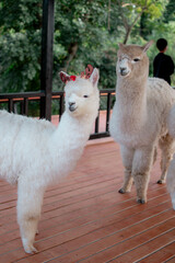 Obraz premium Alpacas in a zoo; the backdrop is a zoo where alpacas live.