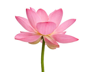 Fototapeta premium A close-up of a vibrant pink lotus flower with a white background. The delicate petals, green stem, and serene appearance highlight its natural elegance and purity.