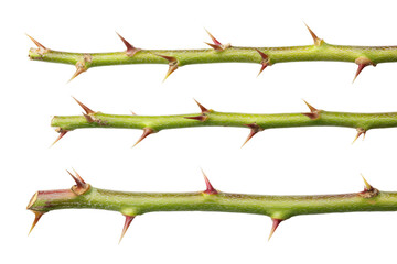 Obraz premium Three Thorny Rose Stems
