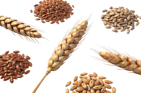 High-resolution image of wheat ears and various grain seeds isolated on white. Includes flax, oats, barley, showcasing agricultural crops and food ingredients for nutrition and farming themes.