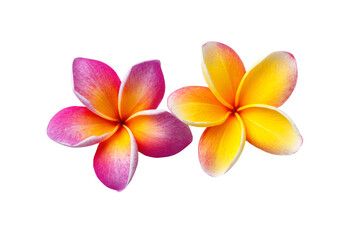 Fototapeta premium Colorful Plumeria Flowers