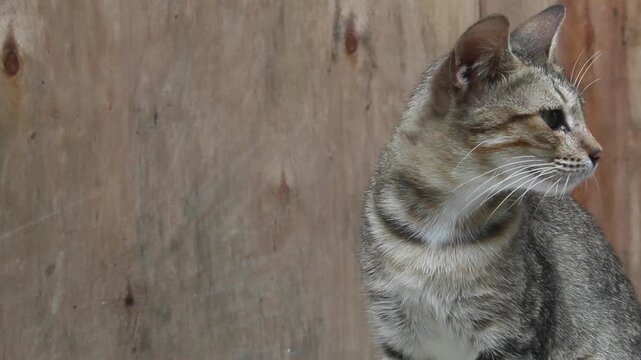portrait of a stray tabby cat with negative space
