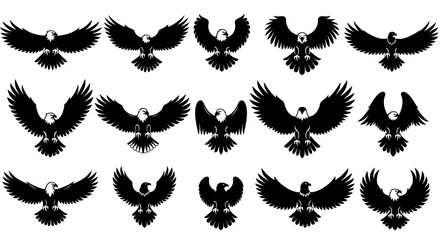 black wings set of hawk