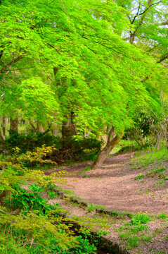 path in the forest