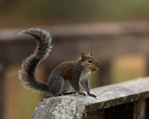 A curious gray squirrel pauses on a wooden fence, holding its find and carefully observing the surroundings.