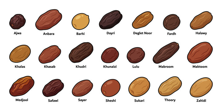 Isometric Flat Date Palm Fruit Varieties Set - Authentic Dried Dates Collection for Ramadan and Food Design