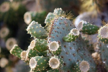 cactus in desert