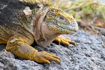 galapagos land iguana