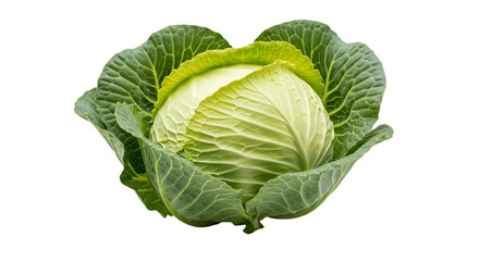 Fototapeta premium Close-up of a vibrant green cabbage head, isolated on a solid black background
