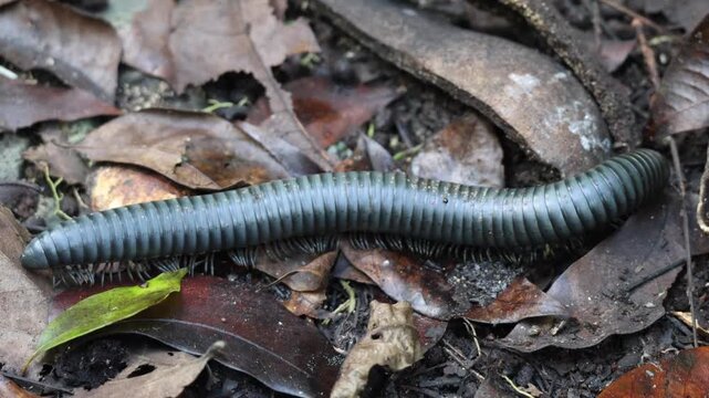 A giant millipede embarks on its nocturnal journey across a carpet of decaying leaves in the Philippine 