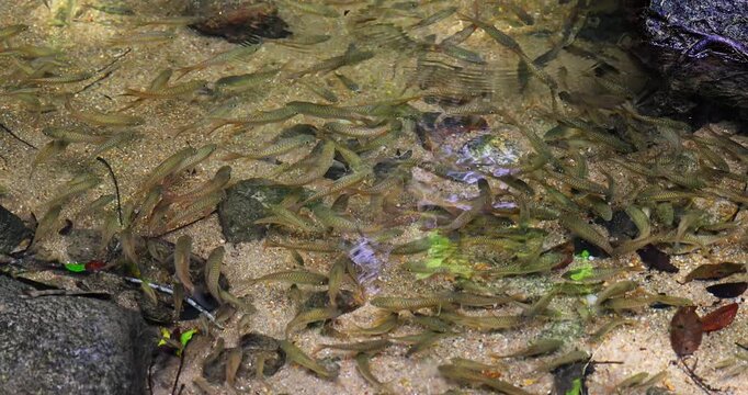 School of small fish swimming in clear shallow stream water over sandy bottom. freshwater nature, tropical wildlife, aquatic ecosystem, river life, underwater environment.