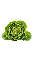 Fototapeta premium A vibrant, close-up shot of a perfect, healthy head of crisp, green lettuce against black