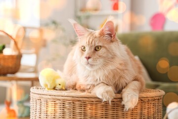 Cute cat with chick in living room. Easter celebration