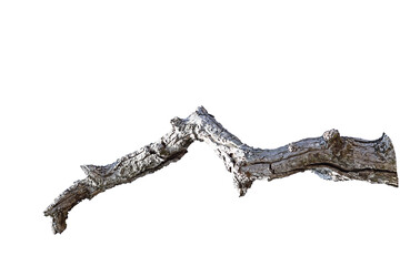 Fototapeta premium Dead branch with cracked bark isolated on transparent background.