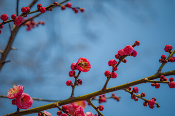 Close-Up of Blooming Pink Chinese Plum Flowers in Winter, Wuhan