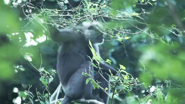 Peaceful purple-faced langur monkey eating leaves in a mindful Sri Lankan forest landscape with soft, natural light.
