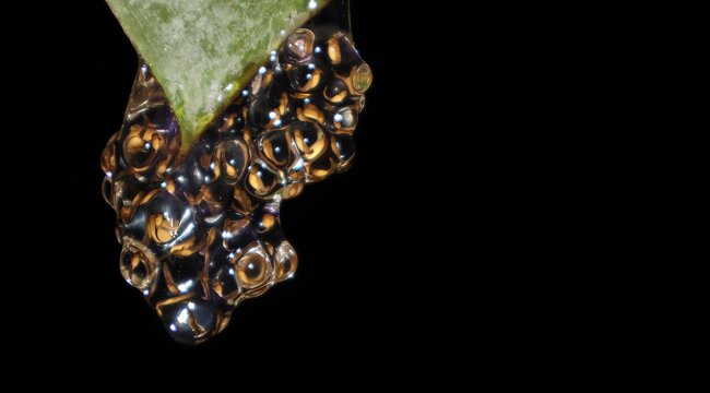 Tadpoles hanging from banana leaves, produced by the frog Dendropsophus berthalutzae, Brazilian Atlantic Forest.