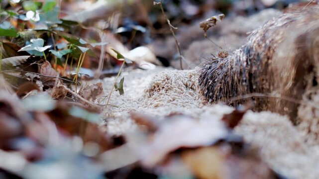 Time lapse of decomposing wild boar body lying among dry leaves and ivy. Natural decay acceleration with heavy insect activity breaking down organic tissues.