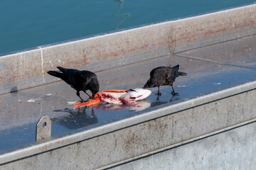 American Crows feeding on leftover salmon after being processed in Valdez, Alaska