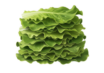 Fototapeta premium Fresh stack of lettuce leaves