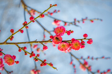 Pink Plum Blossoms Cluster Blooming in Winter, Wuhan China