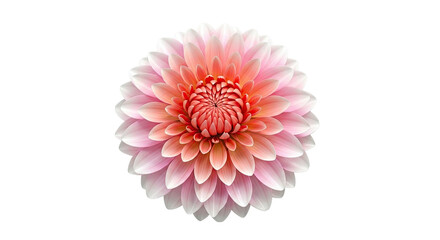 Pink and Coral Dahlia Flower