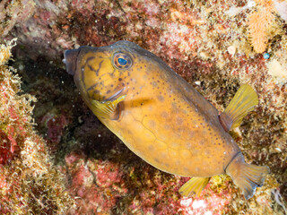 ハコフグ, ハコフグ科, Boxfish, Ostracion immaculatus, エンタクミドリイシ, ミドリイシ科, Table coral, Acropora Solitaryensis,  式根島は東京都心から南へ160km。 外周12kmの小さな有人島。 温かい黒潮が当たり水温と水質が高い。 また、リアス式の入り組んだ入り江が多く、海水浴や釣りが盛ん。 温泉島としても有名。海際に多 © d3_plus