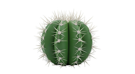 Green Barrel Cactus with White Spines