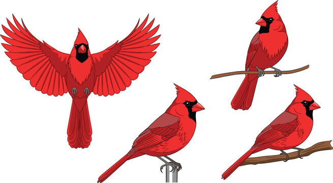Red Cardinal Bird Vector Illustration Set with Flying and Perched Poses in Detailed Flat Style for Wildlife, Nature, and Ornithology Designs