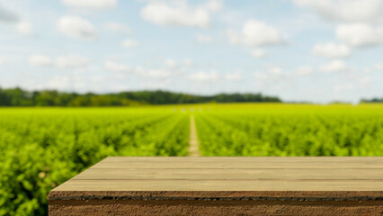 Fototapeta premium Empty wooden table bench across green field of vegetable plant in outdoor natural farm with sunlight