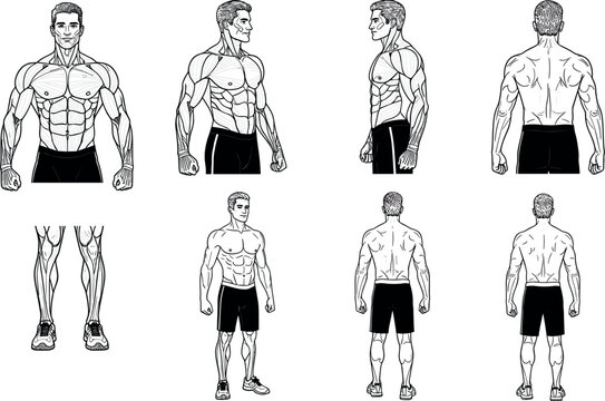 Detailed black and white vector illustrations of male muscle anatomy and bodybuilder physique shown from front side and back views for fitness and medical education.