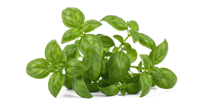 Basil leaves on a png transparent