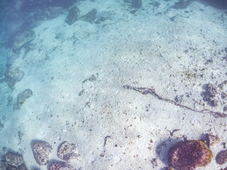 Obraz premium 式根島のエンタクミドリイシ大群生と熱帯魚群 Table coral, Acropora Solitaryensis, ソラスズメダイ, Heavenly Damselfish, Pomacentrus coelestis, ヤマブキベラ, Yellow-brown wrasse, Thalassoma lutescens, ニシキベラ, Cupid wrasse, 