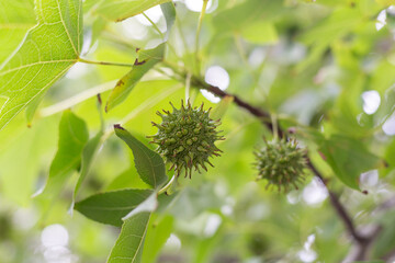 Green seed pods of the American Sweetgum (Liquidambar styraciflua) tree