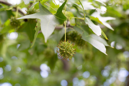 Green seed pods of the American Sweetgum (Liquidambar styraciflua) tree