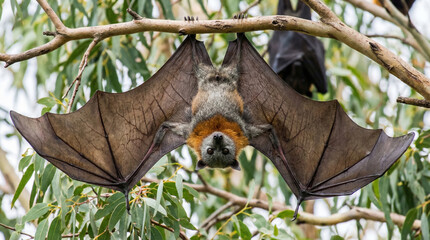 Fototapeta premium Fruit bat wildlife tree nipah virus hanging quietly above viewer feeling eerie