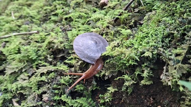 Plectotropis on the grass. Plectotropis is a genus of air-breathing land snails, terrestrial pulmonate gastropod mollusks in the family Camaenidae.
