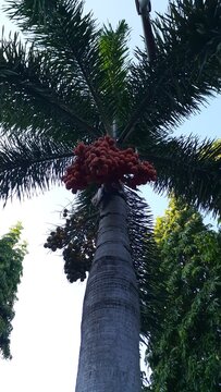 Areca palm fruit on the tree. Also known as Pohon pinang, Areca catechu, Betel Palm.