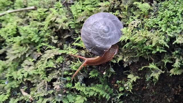 Plectotropis on the grass. Plectotropis is a genus of air-breathing land snails, terrestrial pulmonate gastropod mollusks in the family Camaenidae.